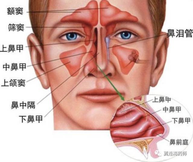 【事在鼻行、炎症以待】带你一起了解过敏性鼻炎