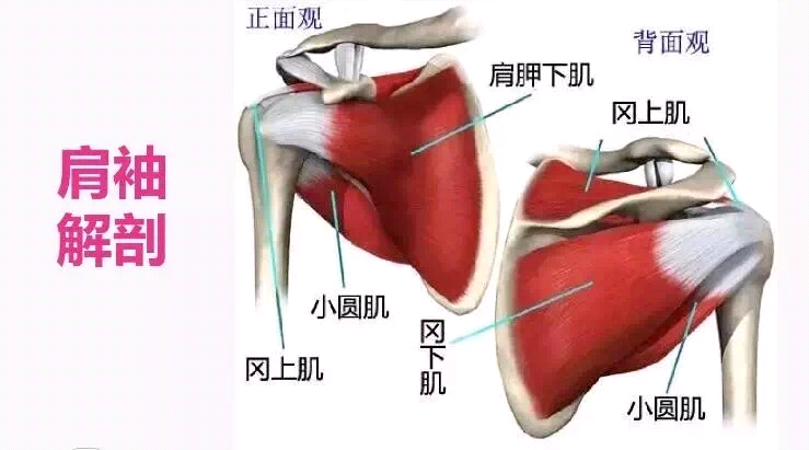 【科普系列】丨浅谈“肩袖损伤”......